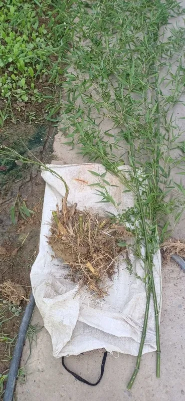 Продам большой корень бамбука