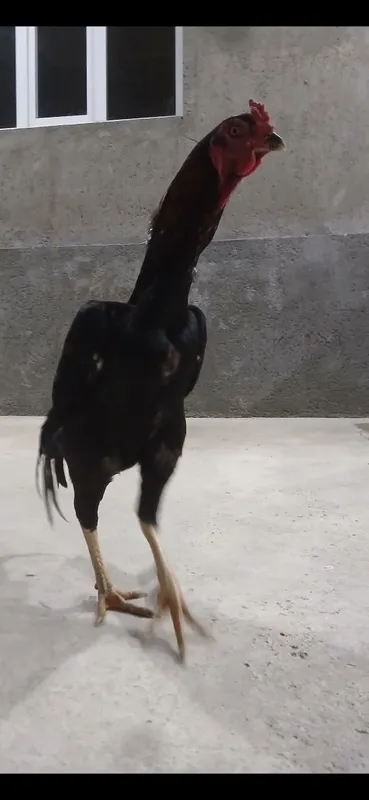 Kulangi: Dakan xoʻroz 2 Kulangi: Dakan xoʻroz 2