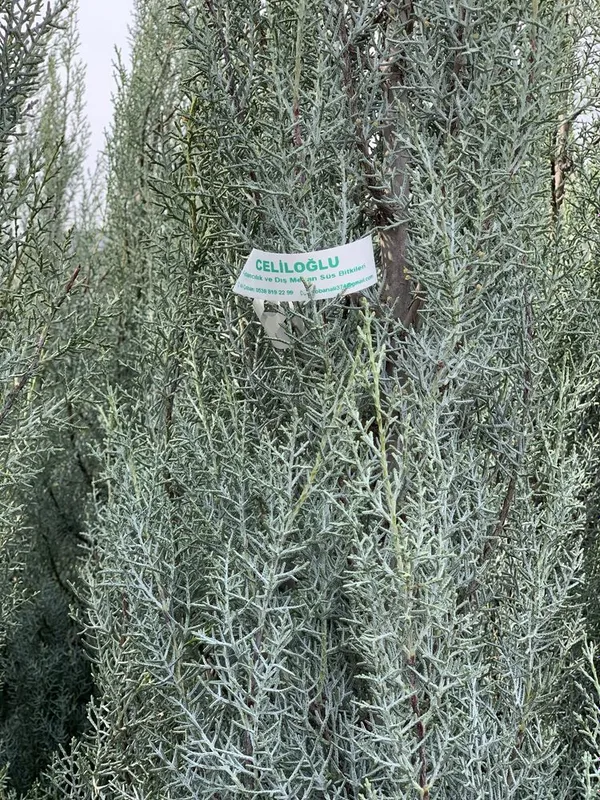 Кипарисы турецки аризонка