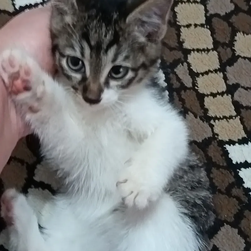 Отдадим в добрые руки котята 2месяца 1 Отдадим в добрые руки котята 2месяца 1
