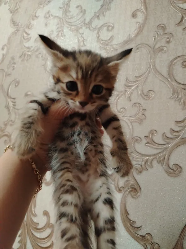 Продаются милые котята 3 Продаются милые котята 3