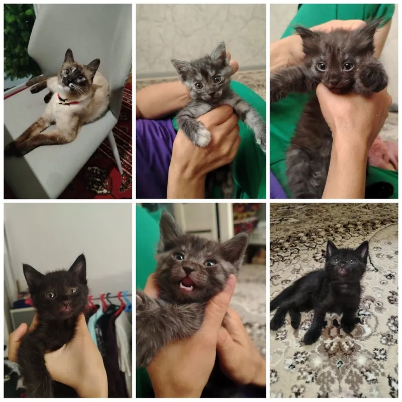 МЕТИС Красивые котята ищут любящий дом! 1