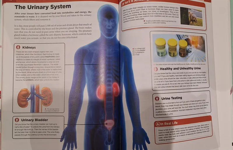 Knowledge Encyclopedia " HUMAN BODY" — фото 4