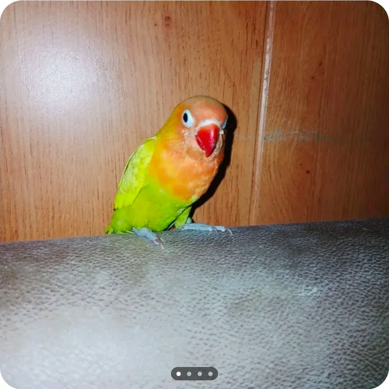 toti qush nerazlushka chiko toti qush nerazlushka chiko