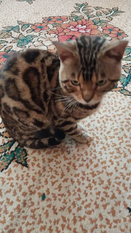 мушук бенгальские кошки 2