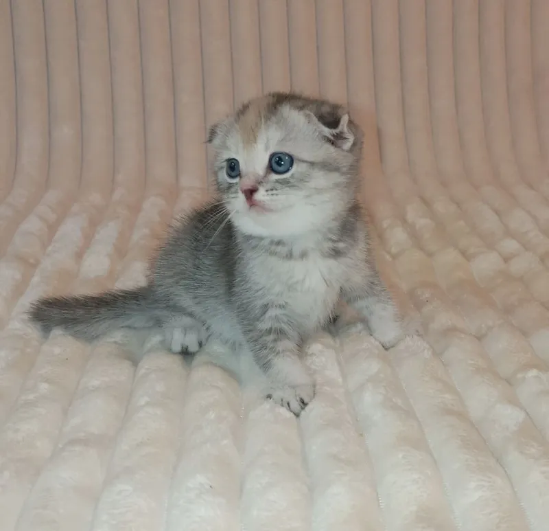 Продается шикарный котенок девочка, фолд — фото 4