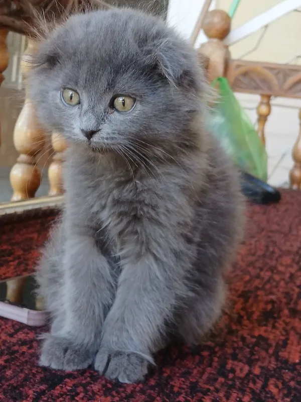 породистые котята 2,5 месяца.К лотку приучен — фото 4
