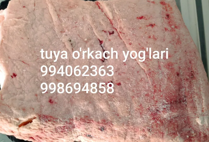 Туя уркач ва сут