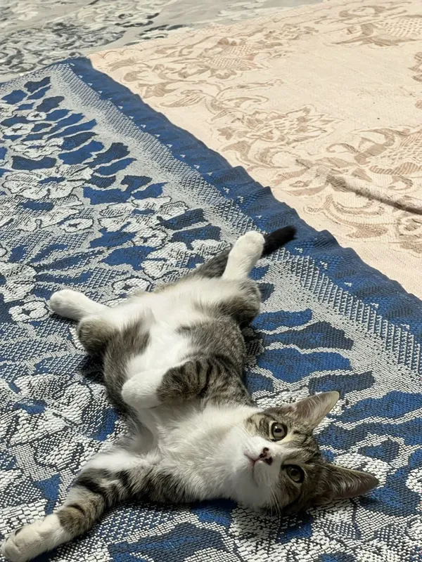 2 мальчика котёнка 5