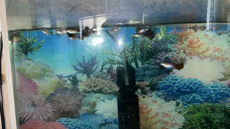 Guppy hammasi soglom 1