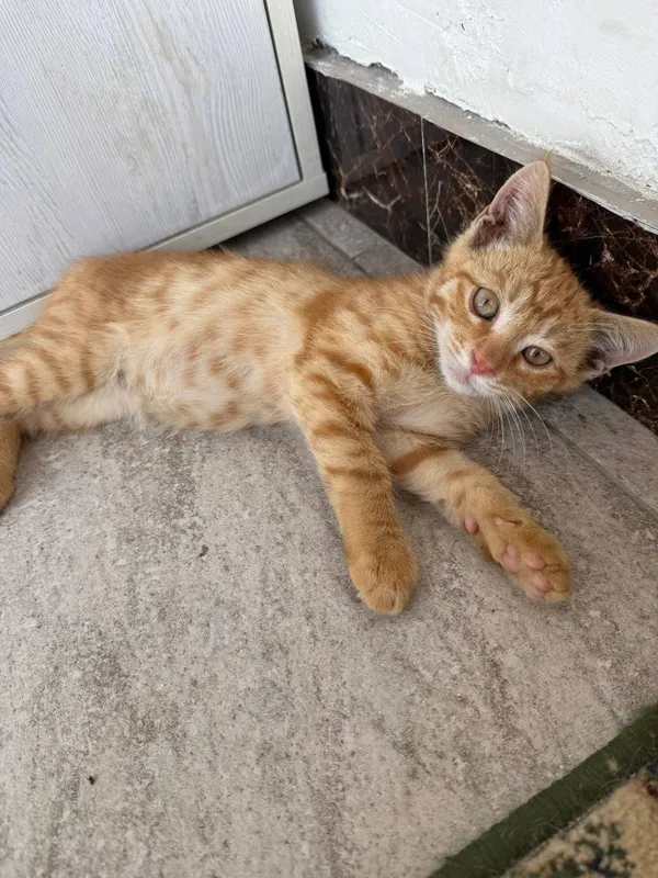 Котенок сладкий, игривый. Отдается в добрые руки — фото 6