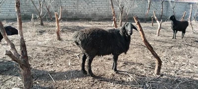 Эгизчи қўй сотилади — фото 1