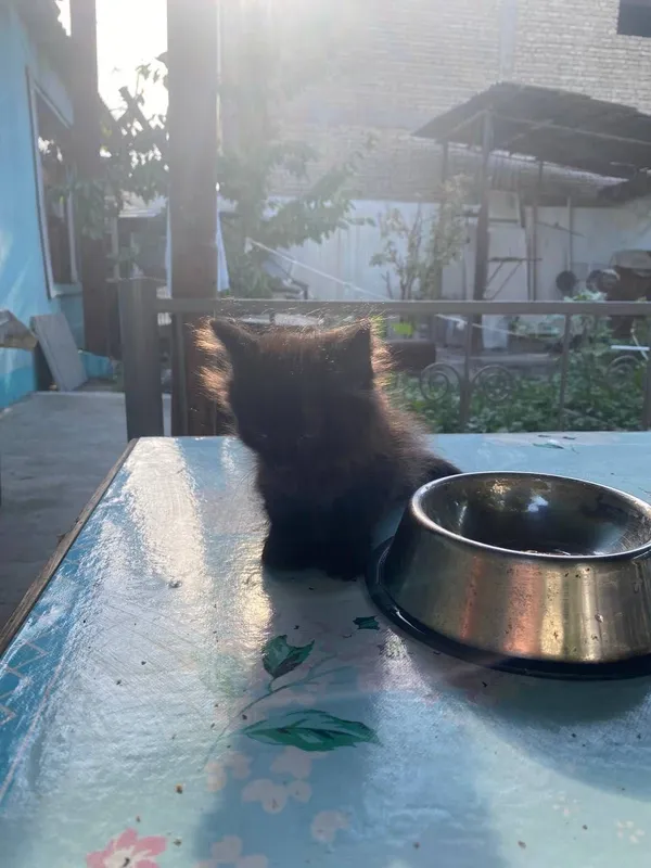 Котята а добрые руки — фото 4