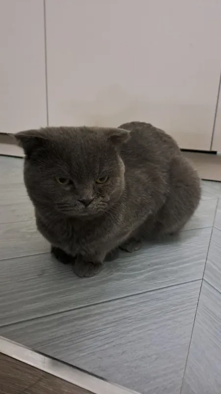 Продаётся кошка 2
