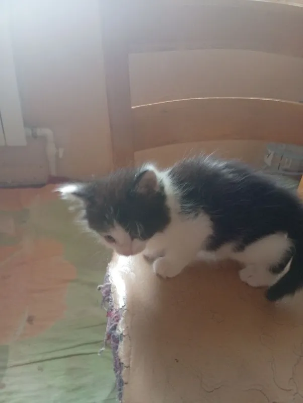 Котята в хорошие руки