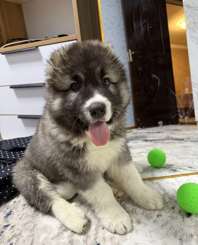 Kavkaz ovcharkasini sotaman (urg‘ochi) 4 Kavkaz ovcharkasini sotaman (urg‘ochi) 4