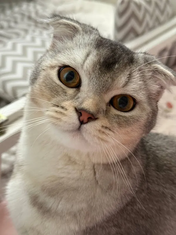 Srochna sotladi Scottish Fold 2