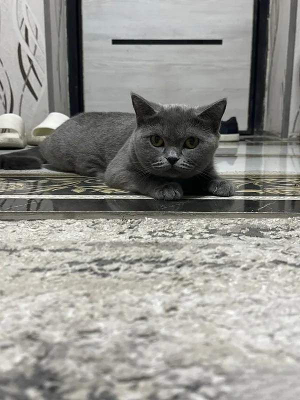 Biritanski mishiq sotladi srochni 2 Biritanski mishiq sotladi srochni 2