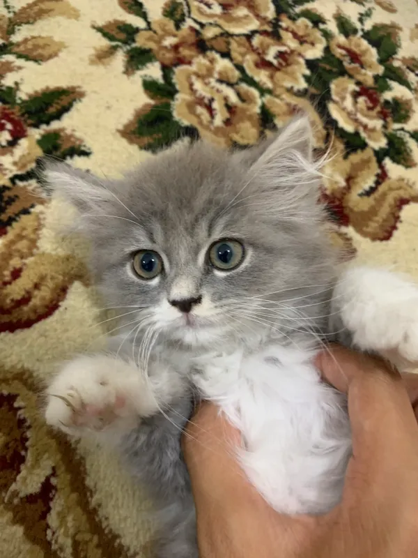 Очень милая кошечка — фото 3