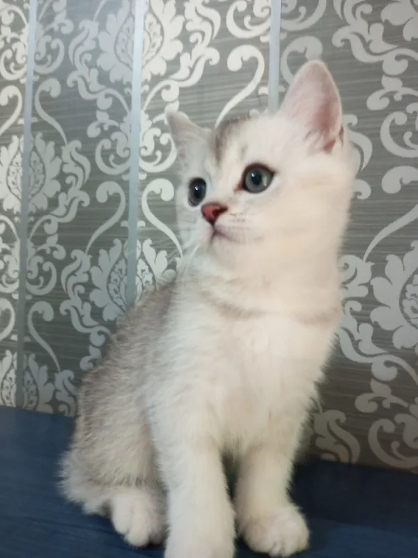 Britan chinchilla mushukchalari 3