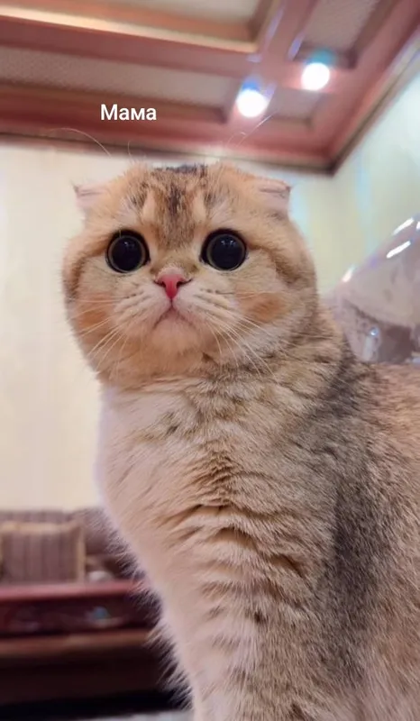 Вислоухие котята Золотая Шиншилла — фото 3