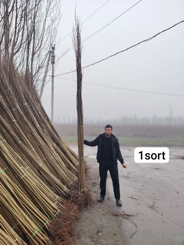Терек кочатлар оптим