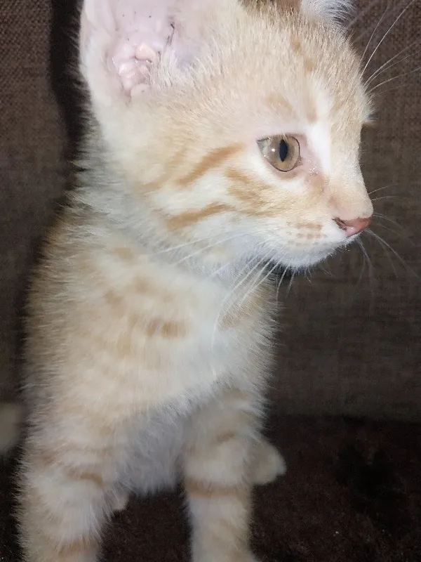 2 oylik mushukchalar sotiladi. Продаются котенки 2 месячные. — фото 3