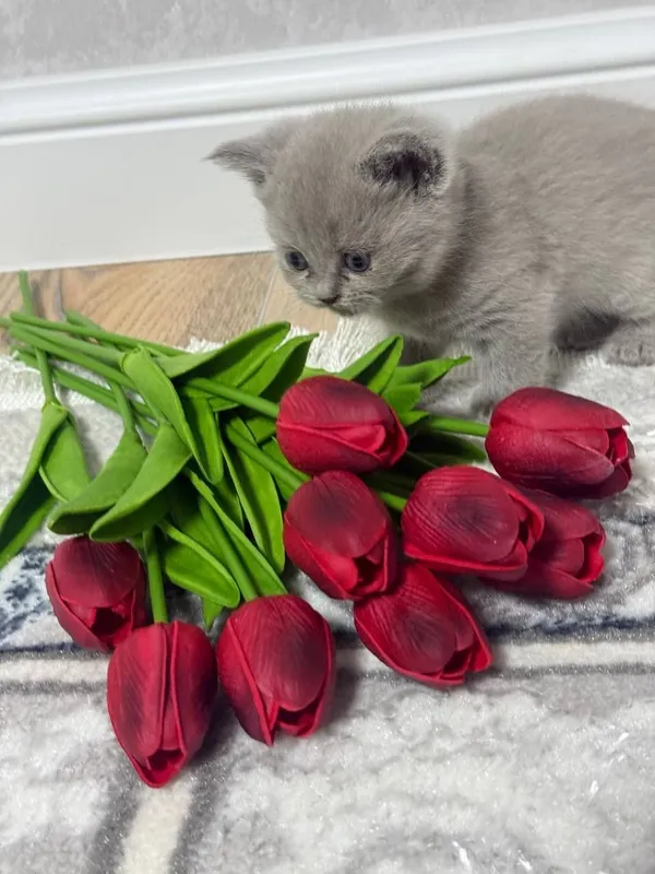 Продам котят скотиш страйт — фото 1