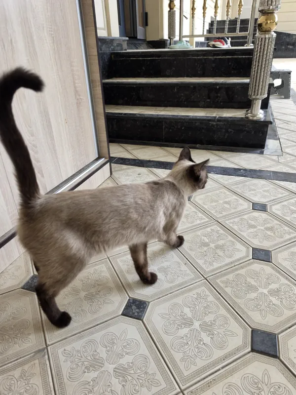 Продаётся кошка ! — фото 3