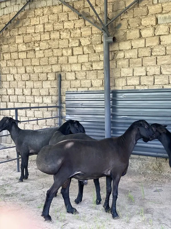 Kotta qochqorla sotiladi 4