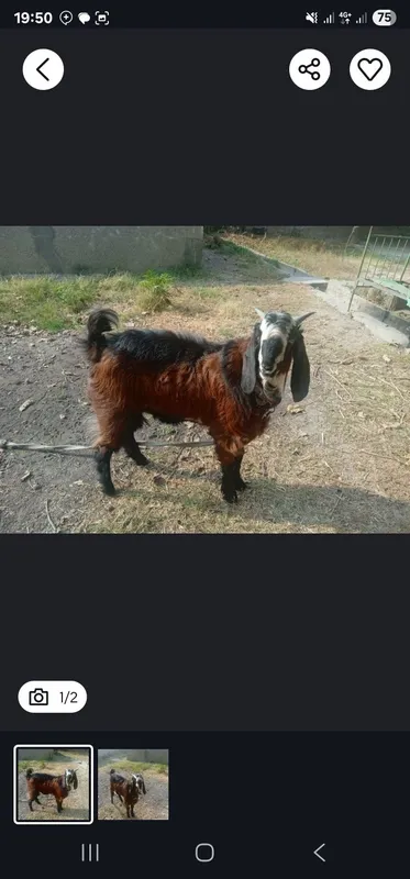 Zotor togda usgan