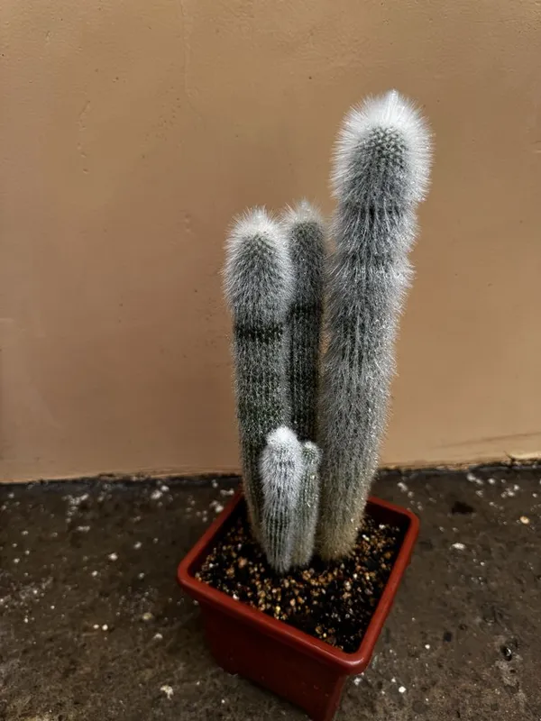 Кактус Cleistocactus strausii — фото 1