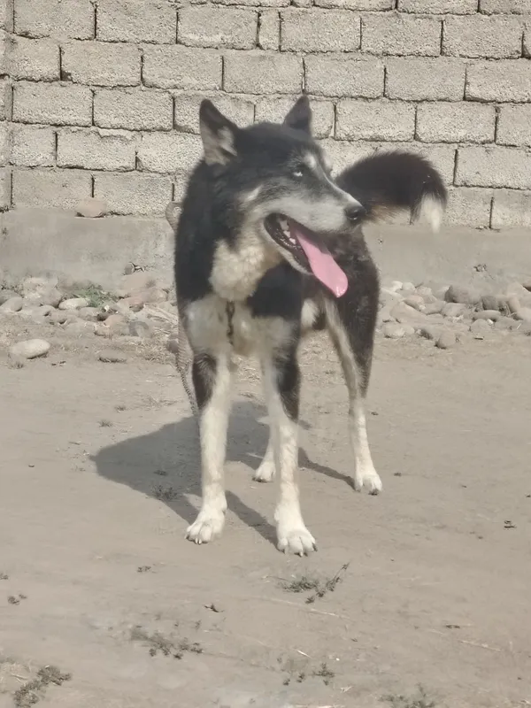 Xaski 2