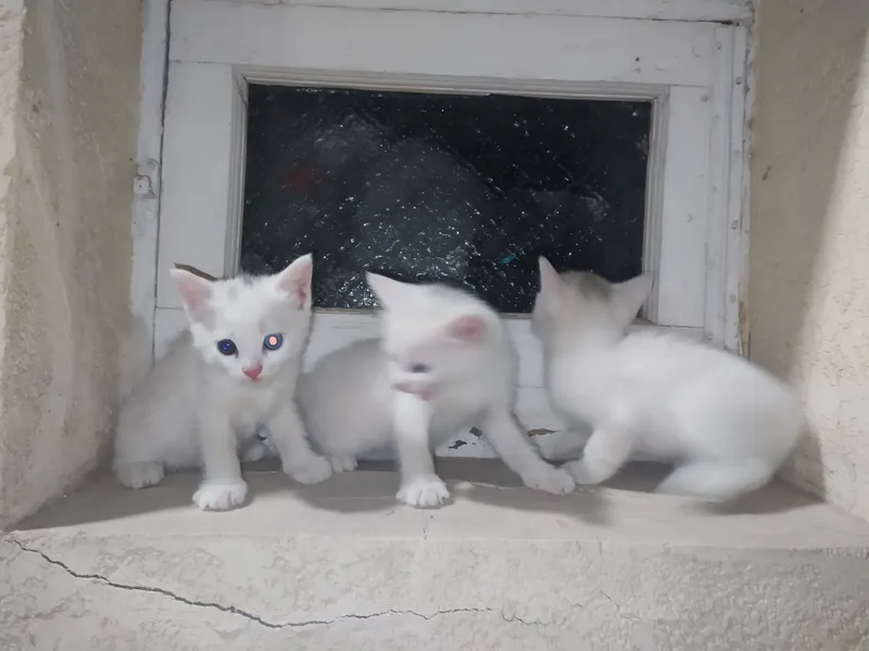 Котята 1 Котята 1