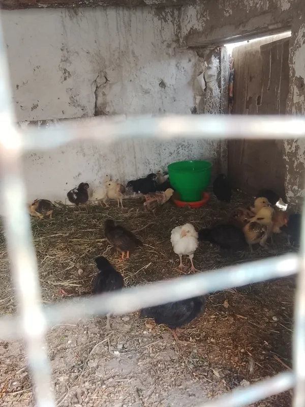 ЖУЖАЛАР/Уйда бокилайотган 7 ЖУЖАЛАР/Уйда бокилайотган 7