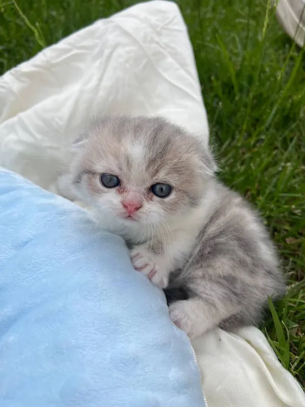 котята скотиш фолд — фото 2