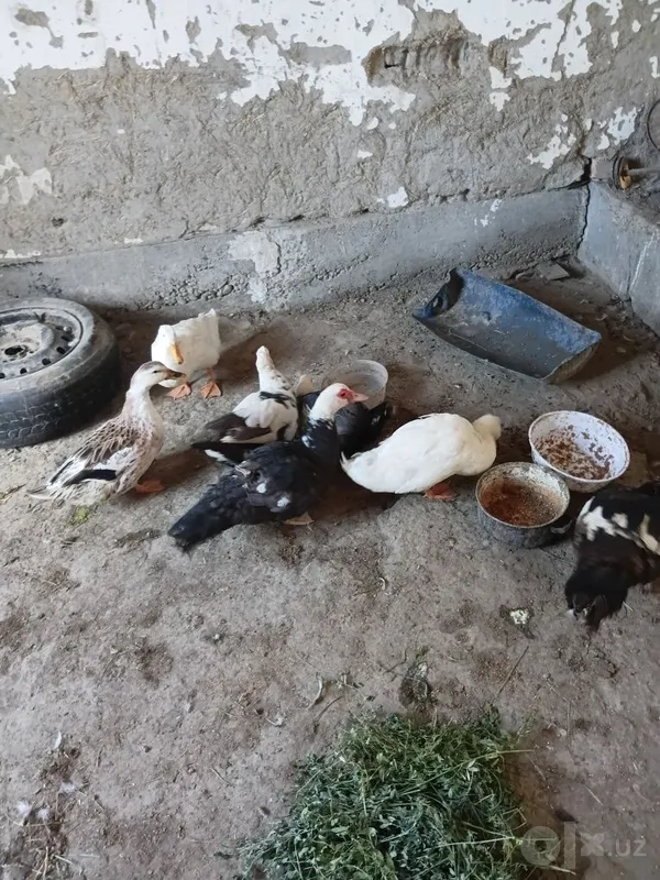 Kurkajujala 170 mingdan donasi o'rdakla 40 mingdan 60 mingacha bor 1 Kurkajujala 170 mingdan donasi o'rdakla 40 mingdan 60 mingacha bor 1