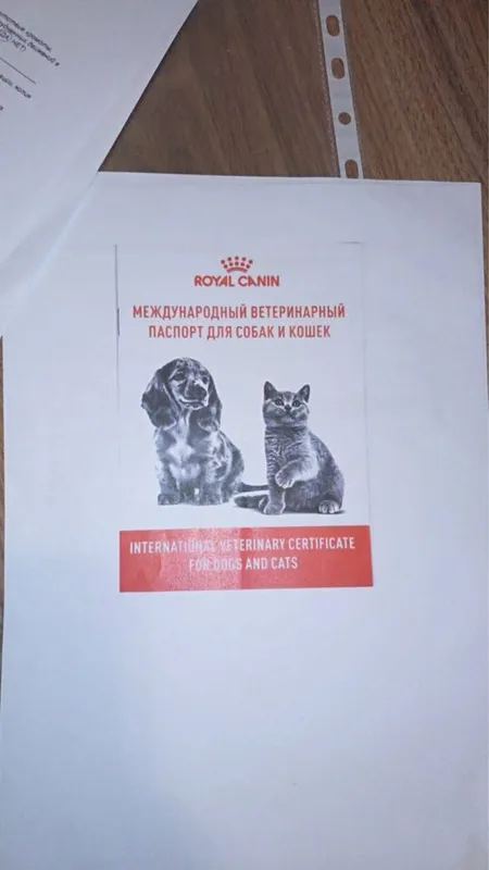 Прадаётся ХАТИКО- АКИТО — фото 6