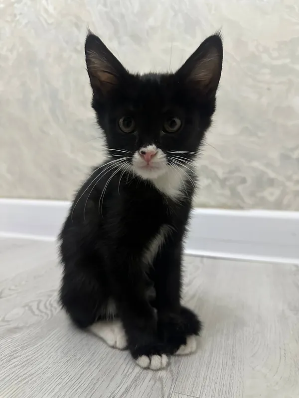 Котёнок ищет дом — фото 1