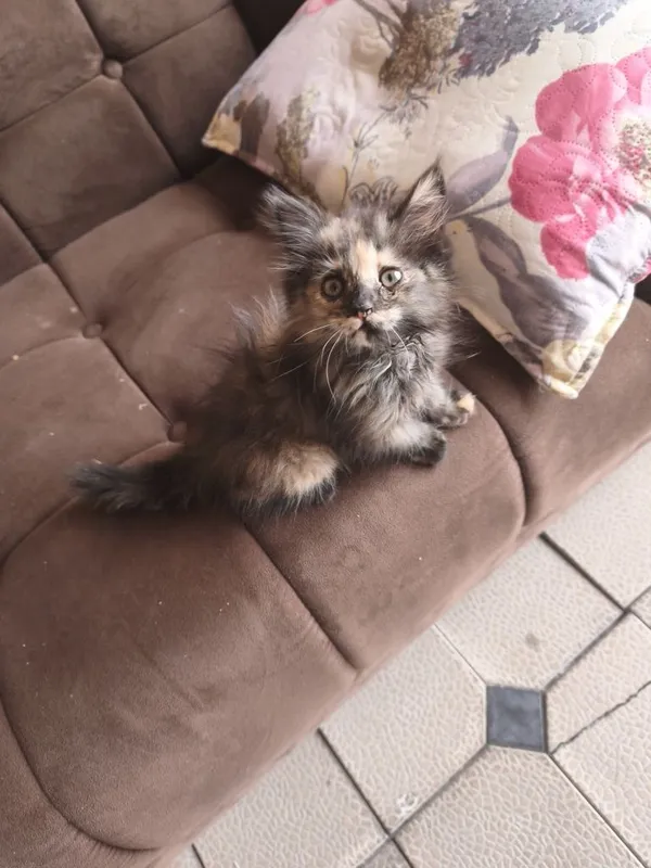 Отдаю даром котенка