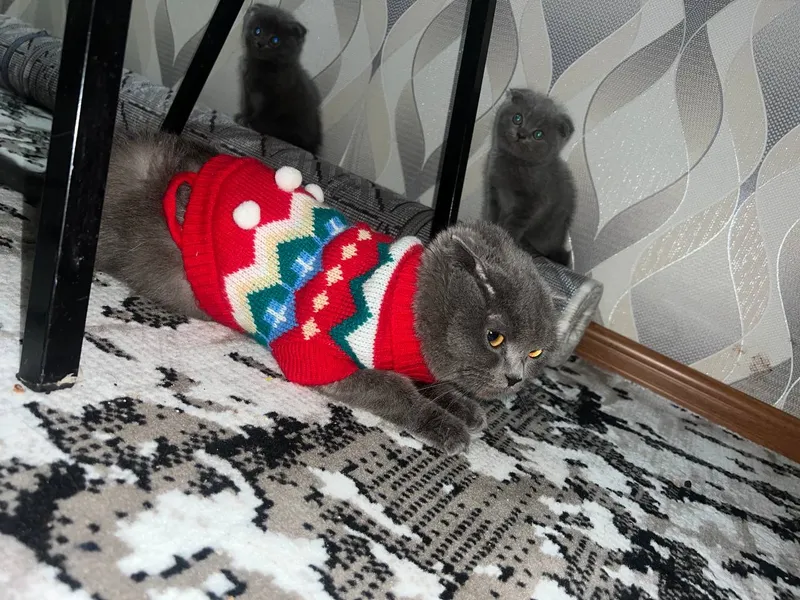Британские котята — фото 5