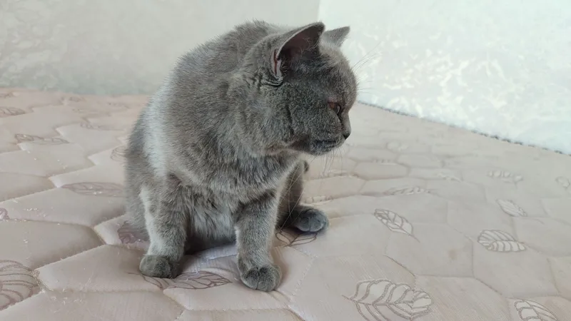 British shorthair 1