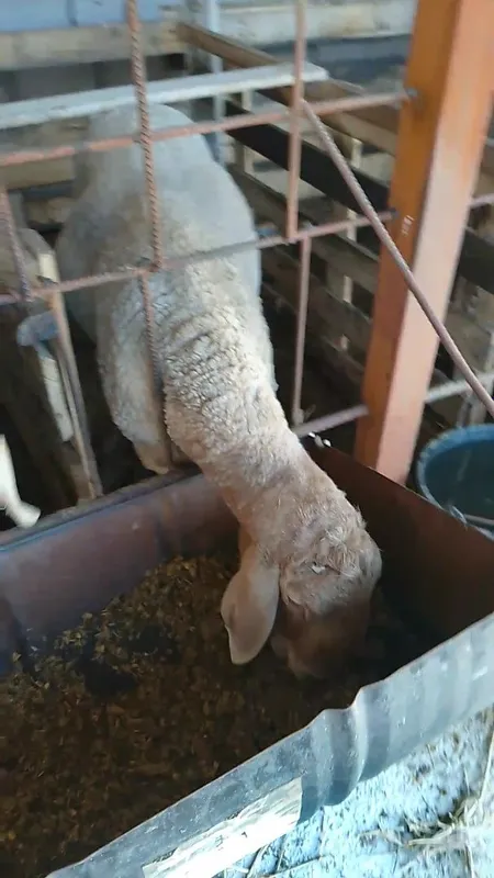 Qirgizni qoylari qozi qochqorla