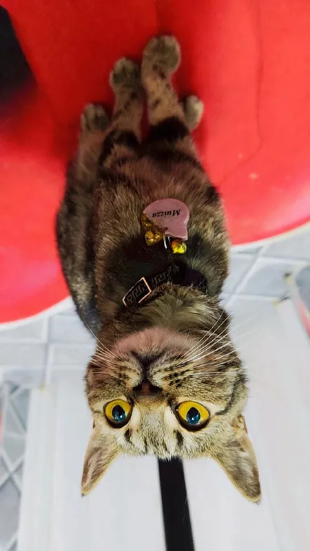 bengal 1 bengal 1