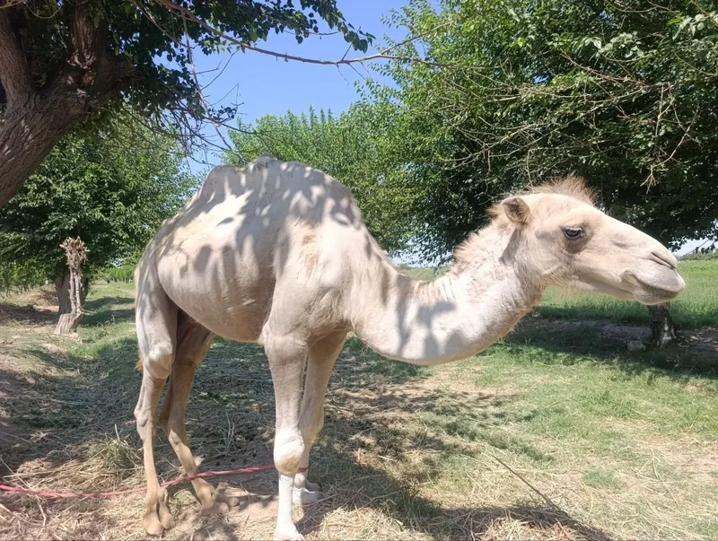 2 urkachliy oq tuya 2 2 urkachliy oq tuya 2