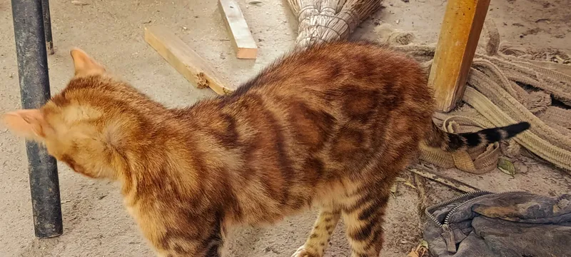 Бенгальские кот с 7