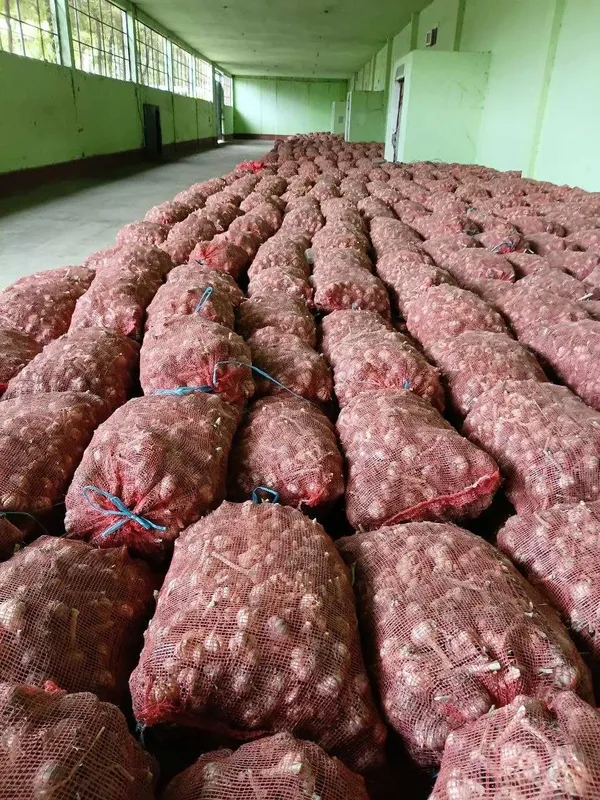 чеснок урожая 2026 очень вкусный 1