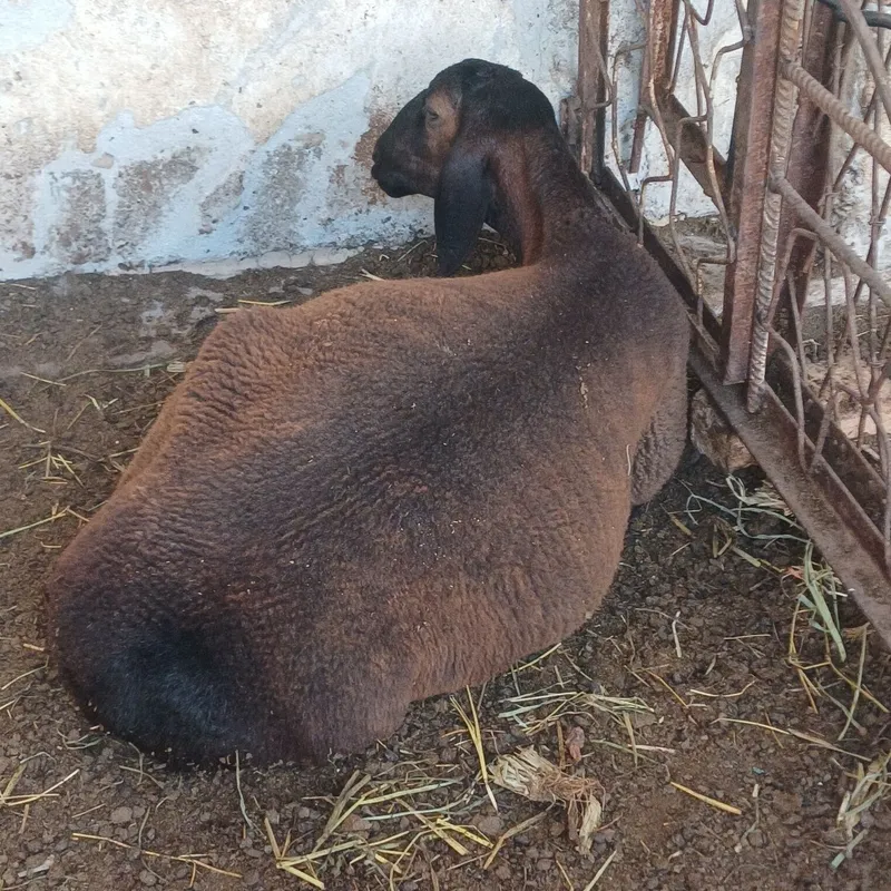Кучкорлар сотилади. 4