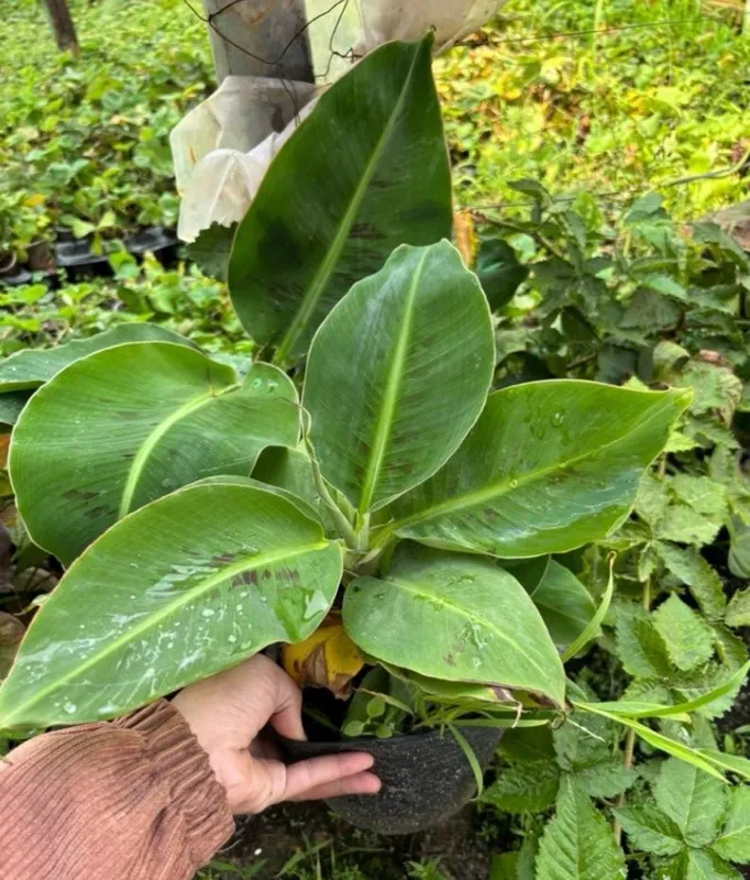 Karlikovi banan koʻchati. 1 Karlikovi banan koʻchati. 1