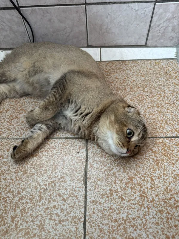 Скотиш фолд кот 1 год 1 Скотиш фолд кот 1 год 1